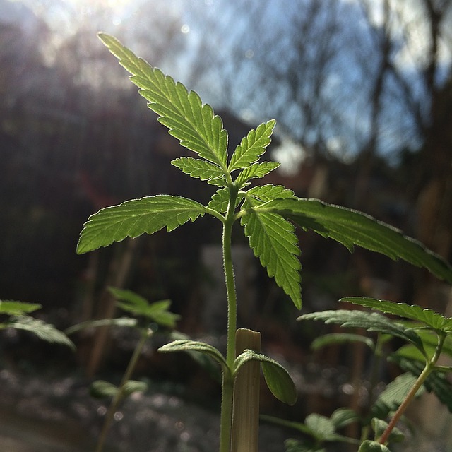 growing cannabis beginner