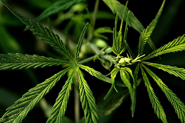 cannabis plant for tourists