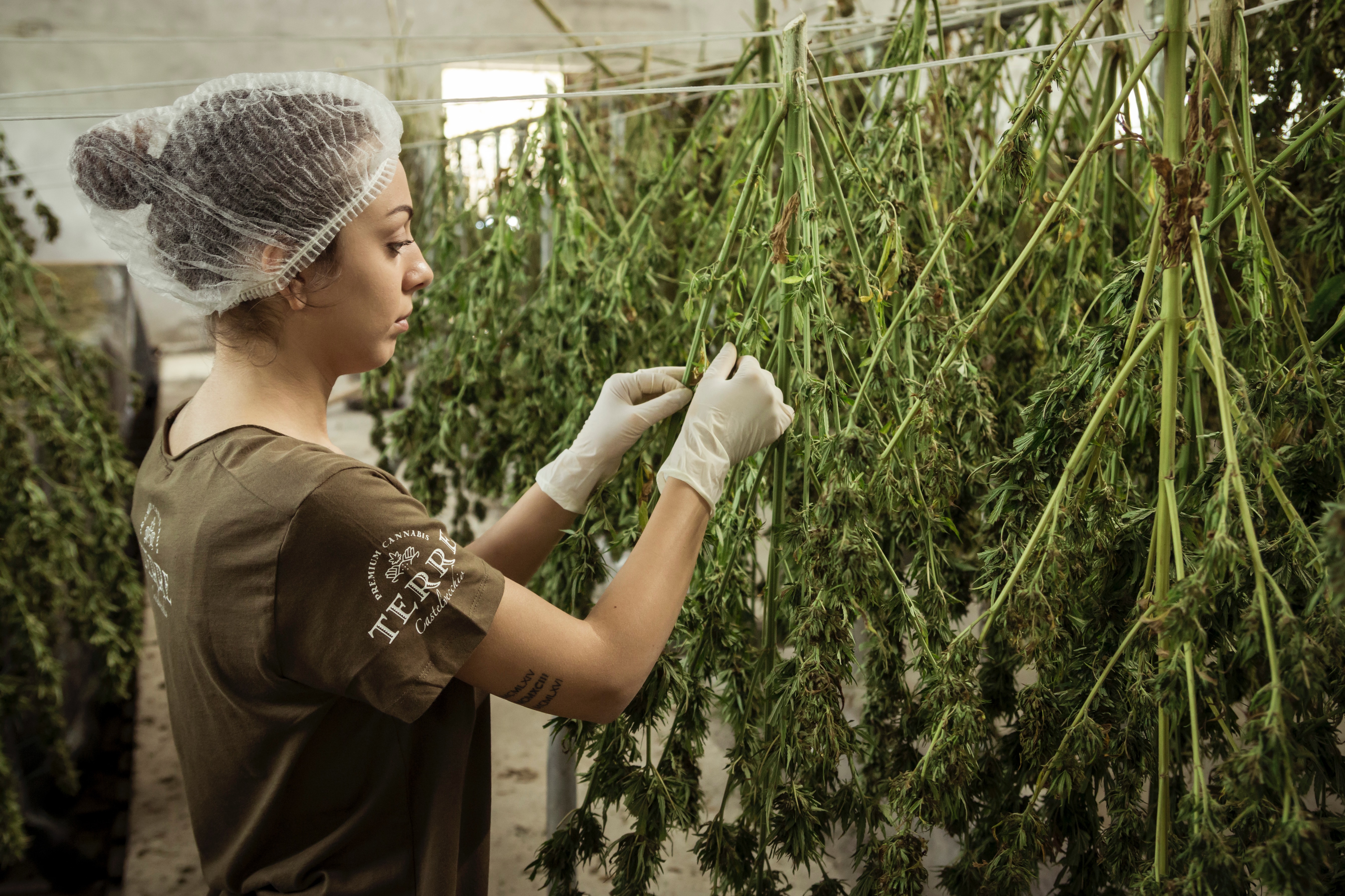 when will the USA legalize marijuana