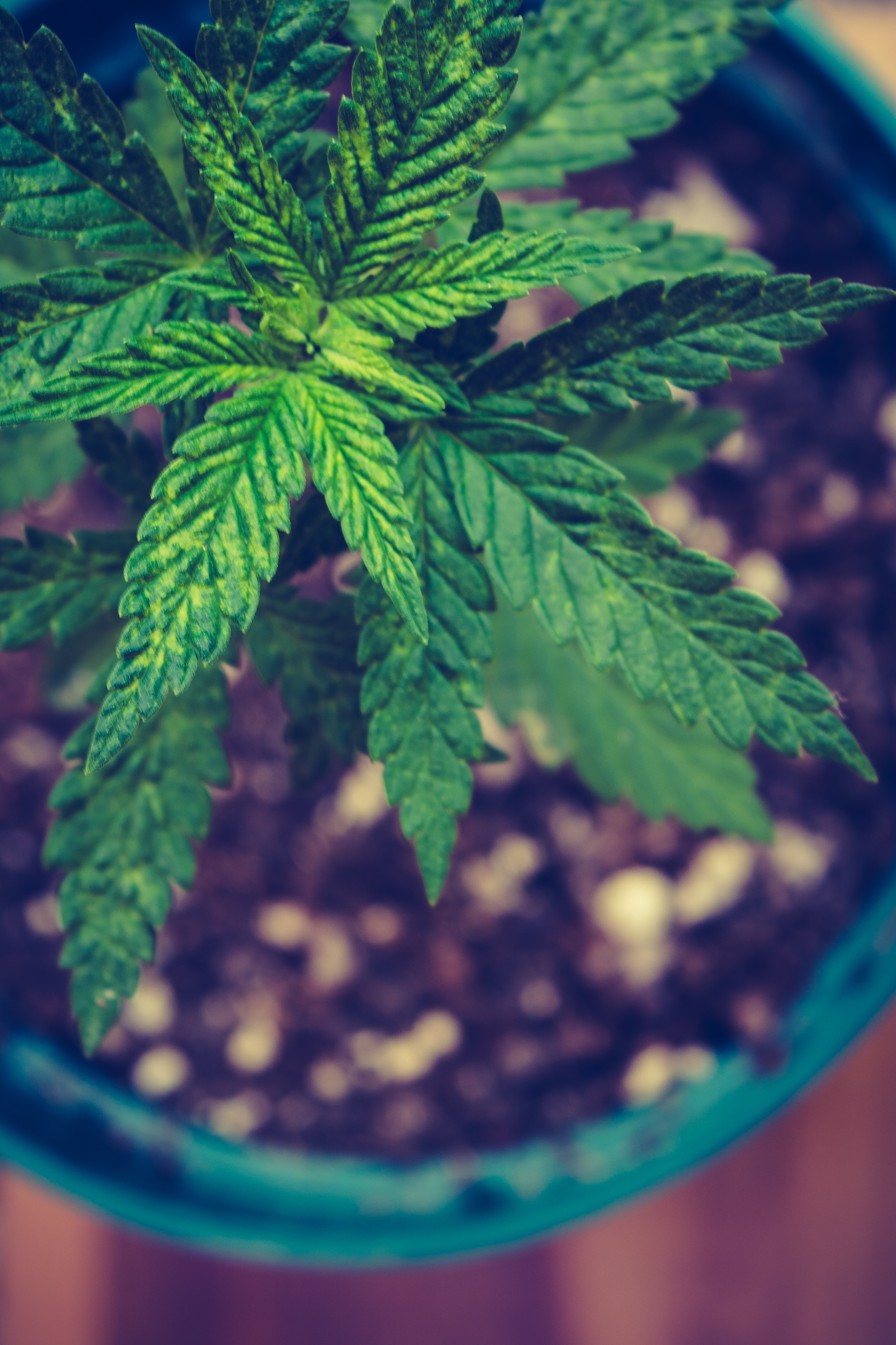 Protect your first cannabis grow