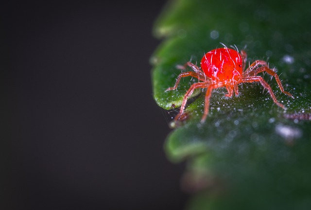 insects that like cannabis 