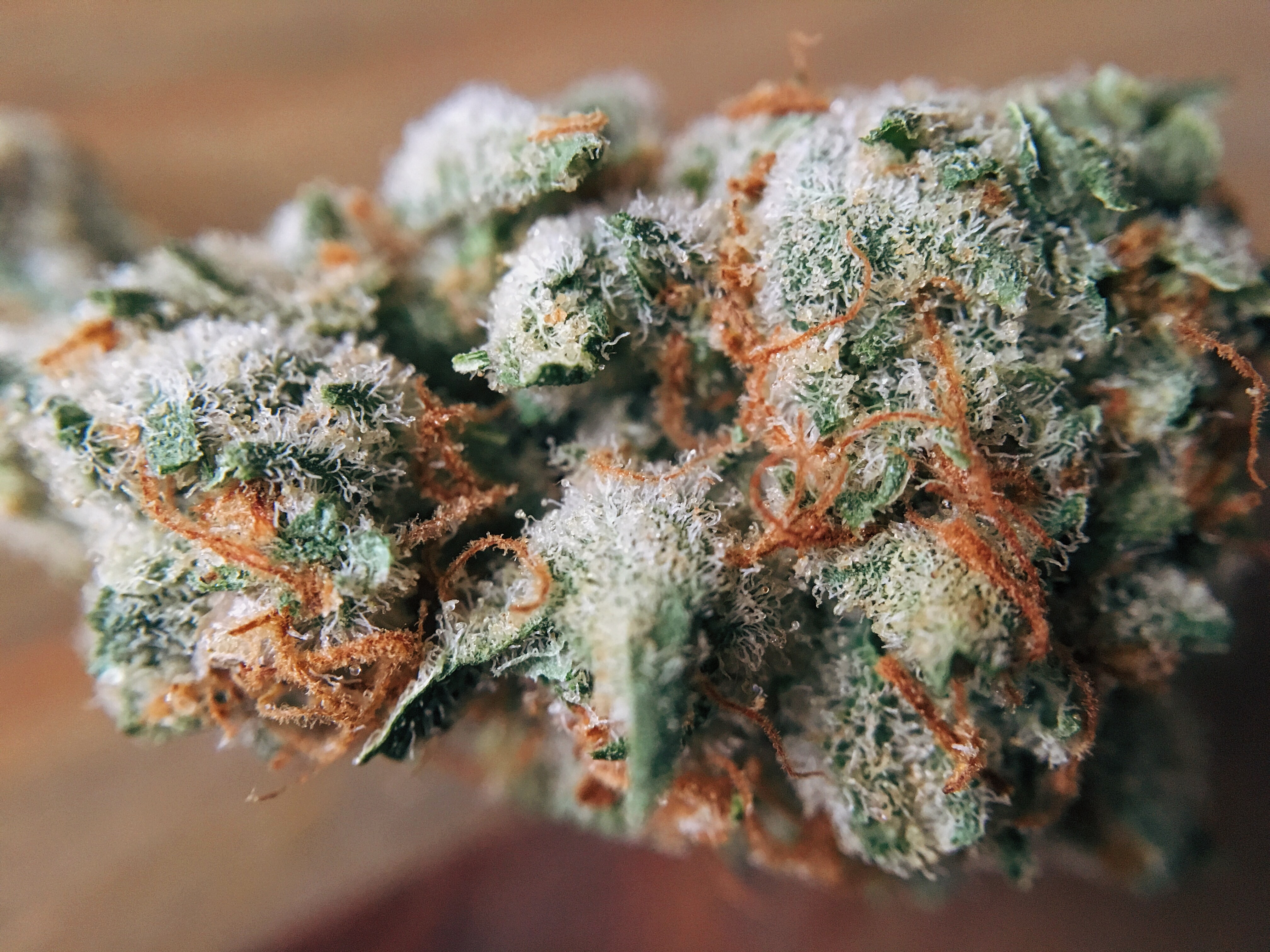 growing cannabis